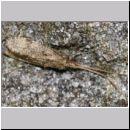 Trichoptera sp - Koecherfliege 05a.jpg